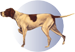 Icon of a dog indicating that pets are welcome in this home